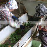 Professional and Healthy Mulberry Tea Mulberry Tea With Hight Quality Made in Japan thumbnail-6