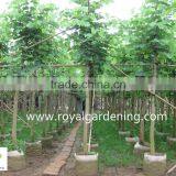 Bauhinia Variegata of Outdoor Decorative Ornamental Landscape Plants