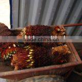 Cycas Revoluta Bare Root Inside Container thumbnail-1