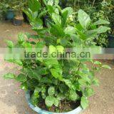 Jasminum Sambac Shrubs Tree thumbnail-2
