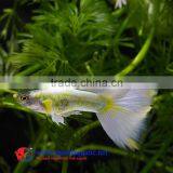 Guppy Fish Farm for Sale/ Aquarium Fish thumbnail-4