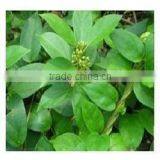 Best Quality in Bulk Quantity Gymnema Leaf thumbnail-1