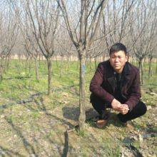 Цена сорта сливо-вишни Prunus × blireana 'meiren' и прайс-лист на саженцы сливо-вишни Prunus × blireana 'meiren'. Дешевые и с высокой выживаемостью. thumbnail-5