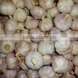 Jinxiang Garlic Normal White Fresh Garlic New Crop thumbnail-4