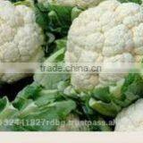 Fresh Cauliflower Exporters/gobi Suppliers in India/fresh Vegetables Export thumbnail-5