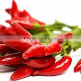 Fresh Red Chilli/ Viet Nam Red Chilli thumbnail-1