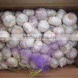 Red Garlic and Store Garlic Price 2016'' ( Hot Sales) thumbnail-5