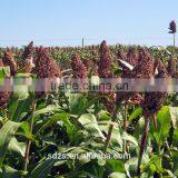 Red Sorghum for Animal Feed thumbnail-2