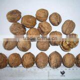 Factory Price Chinese Bulk Walnut in Shell Size of 28mm thumbnail-5