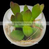High Quality With Glass Ball Plants for Home Decoration thumbnail-1