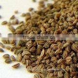 Celery Seed Oil thumbnail-1