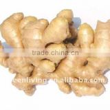 sell Dried ginger in china low price