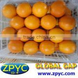 Chinese fresh navel orange
