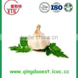 High quality healthy and tasty good chinese shandong normal white garlic