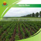 Manufacturer Supply Stevia Extract thumbnail-6