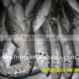 Frozen Horse Mackerel Whole Round Smalleye thumbnail-1