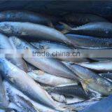 Grade A Frozen Pacific Mackerel thumbnail-1