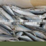 Frozen Pacific Mackerel Fish New Good Quality thumbnail-6