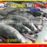 FROZEN MUROAJI FOR TUNA BAIT thumbnail-1
