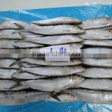 60-80 PCS Frozen Sardine Fish For Cans thumbnail-1