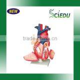 ISO Certificate Teaching Usage Human Heart Anatomical Model