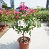 Bougainvillea spectabilis