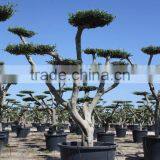 Olea Europaea "Pompon" Young Skin Trunk Large thumbnail-2