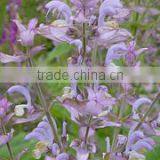 Clary Sage thumbnail-3