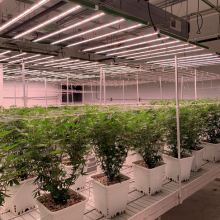 Indoor Growing-enhanced Efficacy Hassle-free Inter-locking Led Grow Module for Plant Indoor Growing thumbnail-4