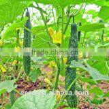 High Yield Hybrid Cucumber Seeds SXC No.7
