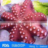 Fishing Octopus for Sale thumbnail-6