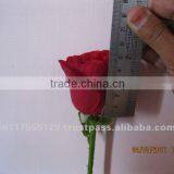 Fresh Cut Rose thumbnail-1