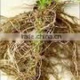 COLEUS ROOT