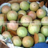 Fresh Milk Apple ( Star Apple) Tropical Vietnam