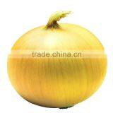 Chinese Yellow Onion thumbnail-1