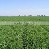 High Germinaiton Rate Licorice Root Seed Glycyrrhiza Uralensis Seeds For Cultivation thumbnail-6