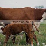 Choline Chloride Powder 60% for Animal Feed thumbnail-2