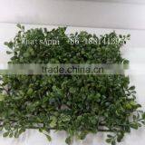 SJC016 Plastic Thick Grass Artificial Milan Grass Turf Fake Grass thumbnail-5