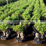 Bonsai Tree With Stone thumbnail-3