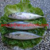 Mackerel thumbnail-2