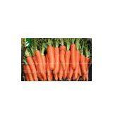 70g-150g New Crop Carrot thumbnail-1