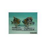 Ocean Decoration thumbnail-1