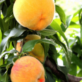 Chinese Frresh Peach thumbnail-3