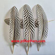 Silver Pheasant Plume Feather From China For Wholesale