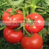 Hardness Resistance TY Pink Tomato Seed SXTS No.1402