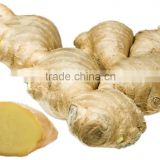 Chinese Fresh Ginger for sale