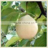 Super Fresh Fruit Ya Pear thumbnail-4