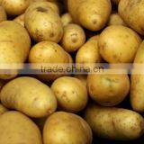 Fresh Potato thumbnail-5