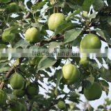 Chinese Fresh Early su Pear With Best Price for Export thumbnail-6