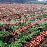 Drought-resistant HIgh Yield and Strong Growth Hybrid Carrot Seeds thumbnail-2